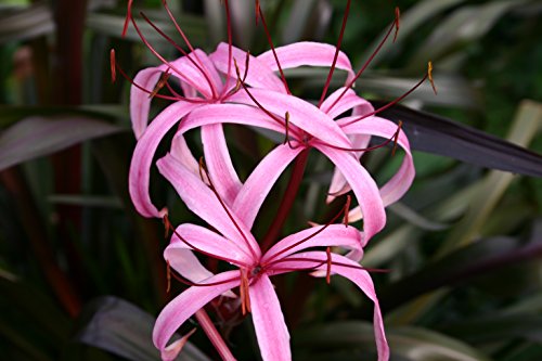 Pond Plant, Bog Lily Red