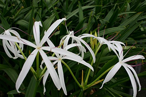 Pond Plant, Bog Lily