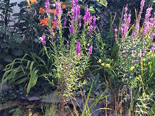 Purple Loosestrife (lythrum Salicaria) Swamp Bog Pond Or Soil Plant 20+ Seeds