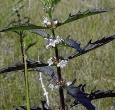 Water Horehound rare Wetland Pond Bog Medicinal 10 Seeds