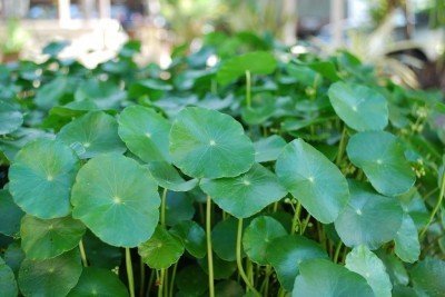 Water Pennywort Bog Or Shoreline Water Garden Pond Plant - Nursery Grown In Aquatics Plants Nursery