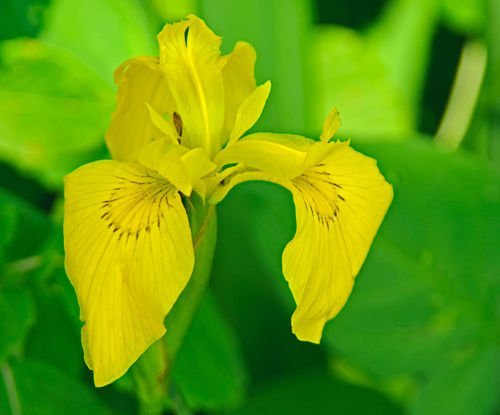 Yellow Iris Starter Plant Live Plant 5'' + Koi Pond/bog/watergarden Plant