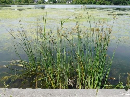 lot of 6 Clumps Soft Rush Koi PondBogWater Plants~Winter Hardy Perennial