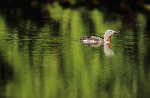 Imagekind Wall Art Print Entitled Alaska Red Throated Loon Swims On A Green Pond by Design Pics  32 x 21