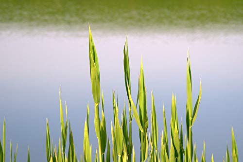 Home Comforts Peel-n-Stick Poster of River Water Lake Spring Pond Shoots Sweet Rush Vivid Imagery Poster 24 x 16 Adhesive Sticker Poster Print