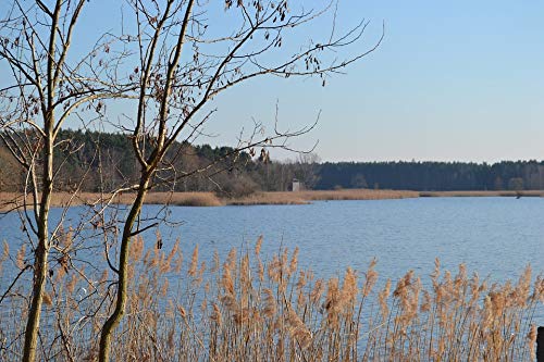 Home Comforts Shore Greenhouse Reed Tower Spring Pond Wood Vivid Imagery Laminated Poster Print 24 x 36