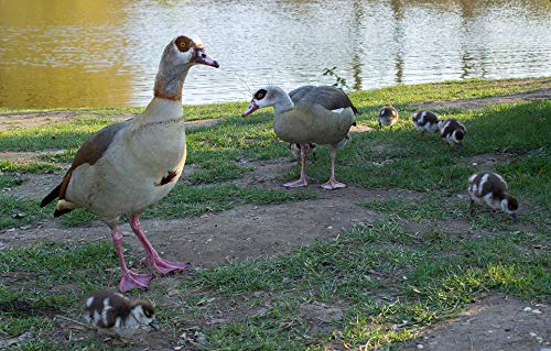 Home Comforts Spring Pond Wild Goose Goose Family Vivid Imagery Laminated Poster Print 11 x 17