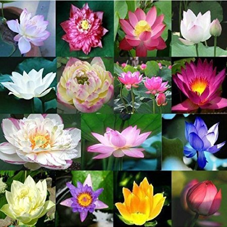 25 Dwarf Lotus Seeds Mixed Colors Aquatic Water Garden indooroutdoor