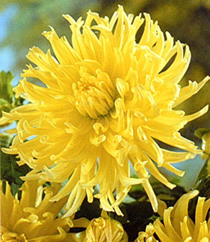 1 Cactus Dahlia Yellow Star bulb