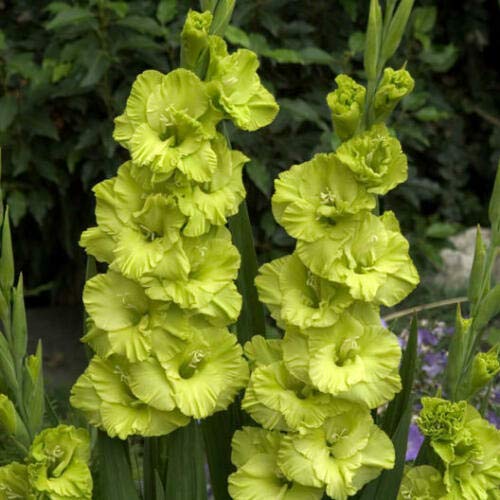 15 Gladiolus Green Star Bulb Green Color Flower Perennial Summer Plant