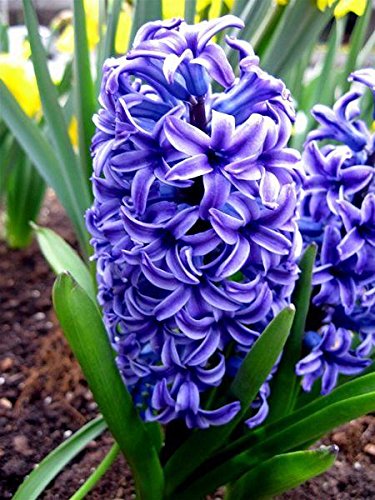 20 x Hyacinth Blue Star bulbs easy to grow