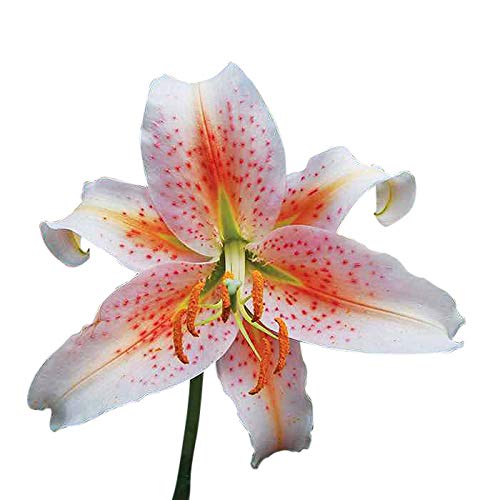 3 Salmon Star Oriental Lily Bulbs - Fresh from Holland