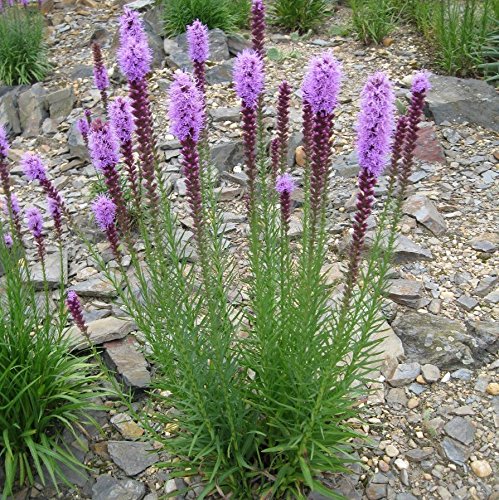 30 Seeds of Liatris Spicata - Blazing Star - Purple Flower Spikes 1-3 Feet Tall Forms a Bulb