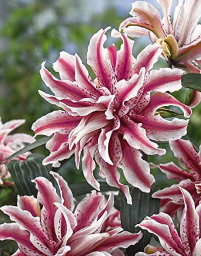 Bloomsz Award Winning Double Oriental Lily Magic Star Bulbs Plant 3 Pack