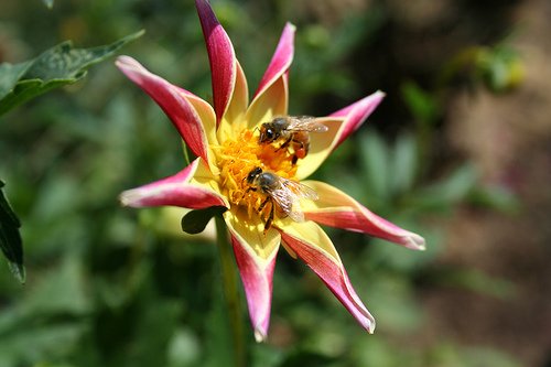 Dahlia Tahoma Star Bulb 1 in pack