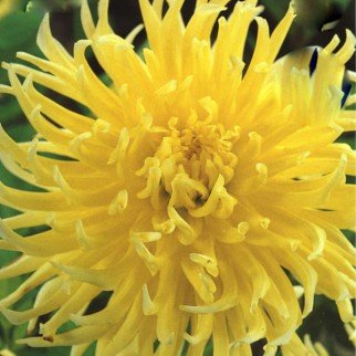 Dahlia Yellow Star Bulbs 1 in Pack - Cactus Flowers