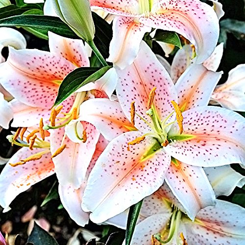 Salmon Star Oriental Lily Bulbs - 5 Bulbs