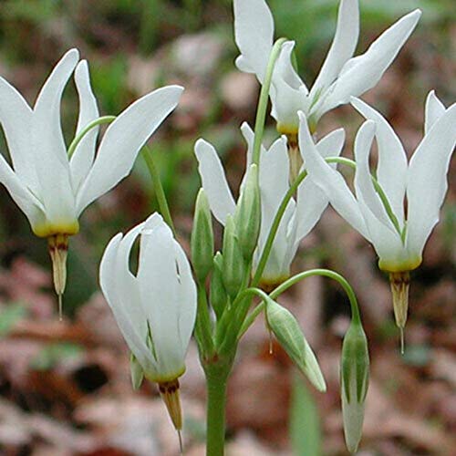 Tiyuki Shooting Star 5 BulbRoots Perennial