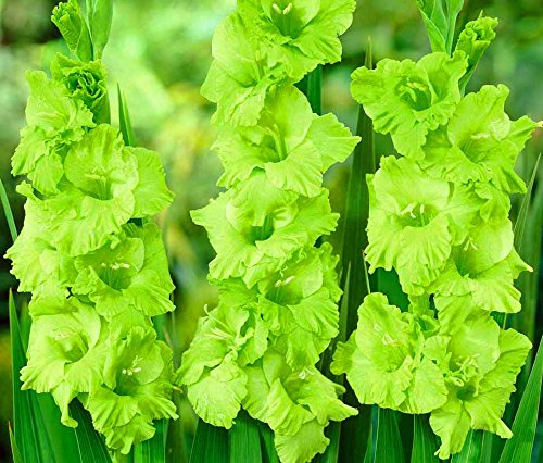 USA Made and Shipped from Large Bulbs 6 Simply Beautiful Flowering Bulbs Gladiolus Green Star Bulbs Plant Start Gladioli