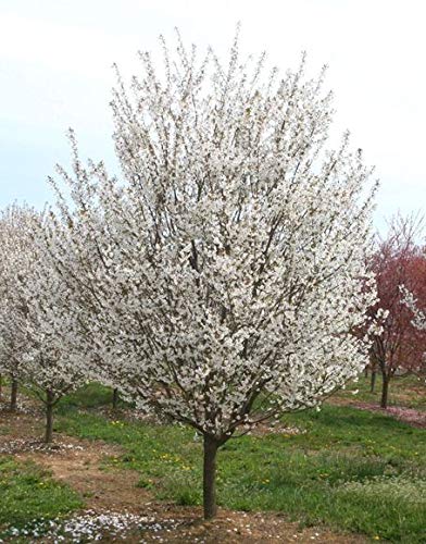 1 Gallon Snow-Goose White Cherry Bare-Root Beautiful Small Front Yard Accent Tree Blooms White in The Spring and Has a Red Fall Foliage Color