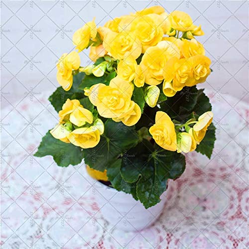 AGROBITS 100PCSBag Begonia Flower Bonsai Indoor and Outdoor Flower Plant Arbor Garden Gardening Flower Decoration Flower 2