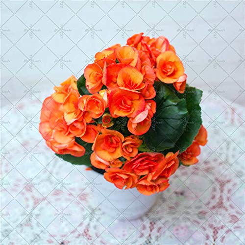 AGROBITS 100PCSBag Begonia Flower Bonsai Indoor and Outdoor Flower Plant Arbor Garden Gardening Flower Decoration Flower 3