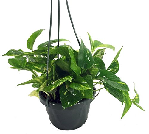 Golden Devils Ivy - Pothos - Epipremnum - 6 Hanging Pot - Clean Air Machine