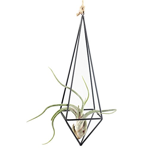 Rustic Style Freestanding Hanging Metal Tillandsia Air Plant Rack Holder Black 10 Inches Height Quadrilateral