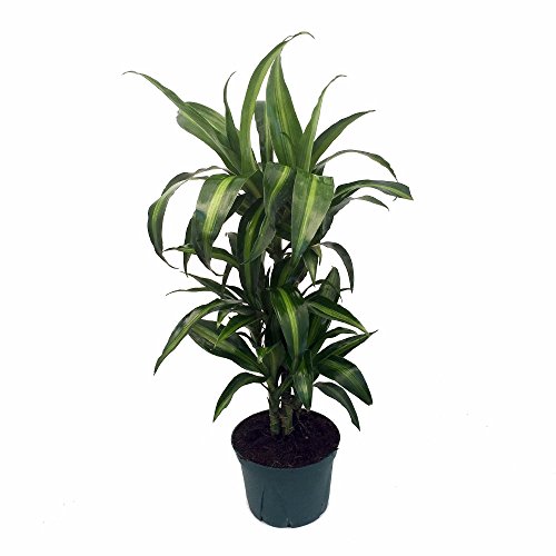 Hawaiian Sunshine Cane Dragon Tree - Dracaena - 6&quot Pot -easy To Grow House Plant