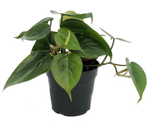 Heart Leaf Philodendron - Easiest House Plant To Grow - 4&quot Pot