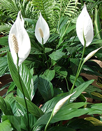 Hirts Peace Lily Plant - Spathyphyllium - Great House Plant - 4&quot Pot