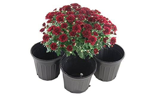 One Gallon Black Trade Pots - NurseryGreenhouse Pots - 106 Pots