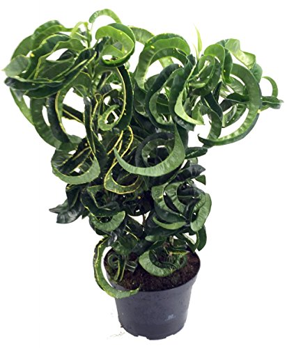 Revolution Croton - 6&quot Pot - Colorful House Plant - Easy To Grow