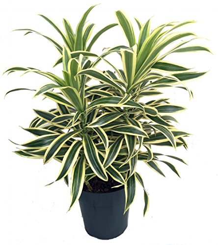 Song Of India Dragon Tree - Pleomele - Dracaena -6&quot Pot-easy To Grow House Plant