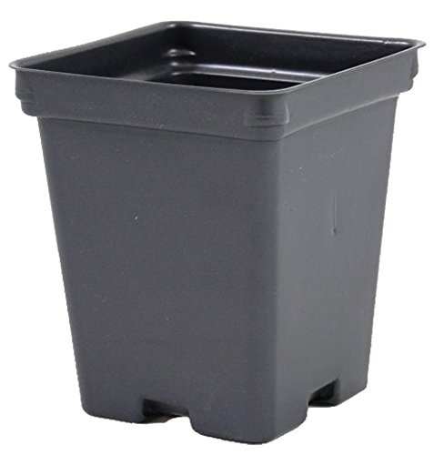 Square Greenhouse Pots 425 inch x 4875 inch- Black - Plastic - Deep - Case of 375 by Growers Solution