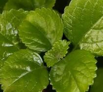 Swedish Ivy - Plectranthus Verticillatus - Easy To Grow House Plant - 4&quot Pot