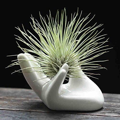 Zondam Air Plant Pot Ceramic Tillandsia Holder Hand