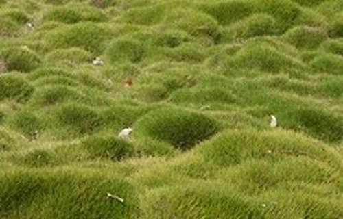Zoysia Grass Seeds - Zoysia Tenuifolia - No Mow Lawn -1/8 Lb