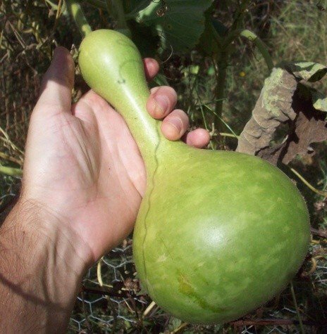 Large Bird House Gourd - Lagenaria - 20 Seeds Organically Grown