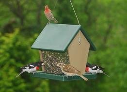 Songbird Essentials Recycled Plastic Large Bird Hopper Feeder