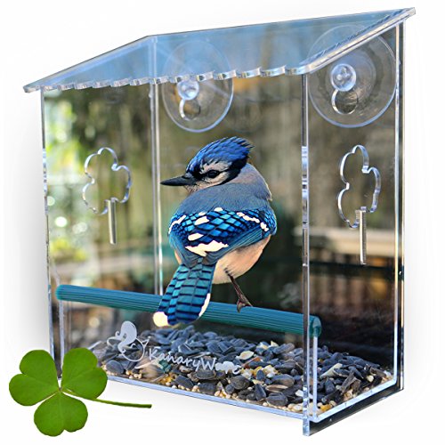 Window Bird Feeder Best For Small And Large Wild Birds. Birdhouse Is Clear, Window Mounted, See Through, Squirrel