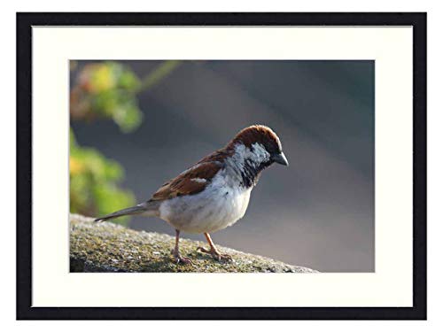 OiArt Wall Art Canvas Prints Wood Framed Paintings Artworks Pictures20x14 inch - Sparrow Bird House Sparrow Male Passerine Fauna