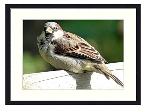 OiArt Wall Art Canvas Prints Wood Framed Paintings Artworks Pictures20x14 inch - Sperling Sparrow Bird House Sparrow Close Sitting