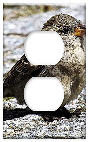 Switch Plate Outlet Cover - House Sparrow Sperling Bird Songbird Garden Bird 8