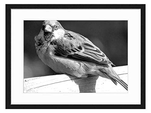 Wood Framed Canvas Artwork Home Decore Wall Art Black White 20x14 inch - Sperling Sparrow Bird House Sparrow Close Sitting