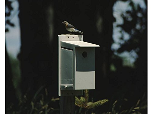 Best Bluebird House Money Can Buy - Bluebird Society Bluebird House - Help Protect The North American Bluebird