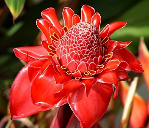 torch Ginger Sb5050 50pcs Etlingera Elatior Flowers Seeds Rare Rose Flower Exotic Plants Garden Planting Red