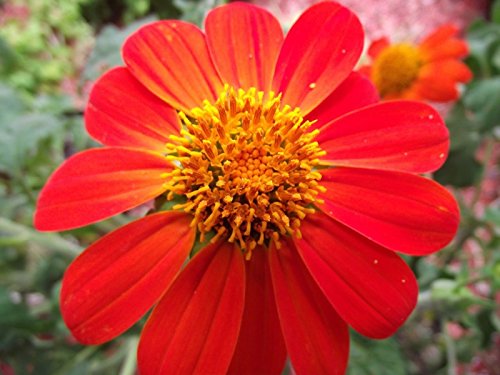 Mexican Sunflower Tithonia Rotundifol&8203ia Red Torch Flower Garden Heirloom 150 Seeds