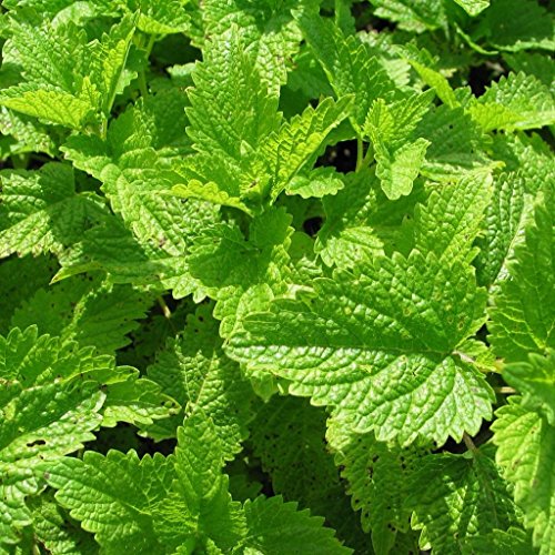 Citronella Balm Seeds Melissa officinalis 50 Heirloom Medicinal Herb Seeds