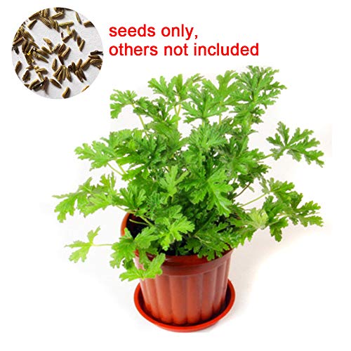 XKSIKjians Garden 100Pcs Citronella Plant Seeds Mozzie Buster Mosquito Ornamental Plant Home Yard Office Decor Non-GMO Seeds Open Pollinated Seeds for Planting